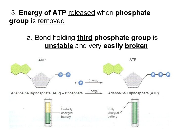 3. Energy of ATP released when phosphate group is removed a. Bond holding third