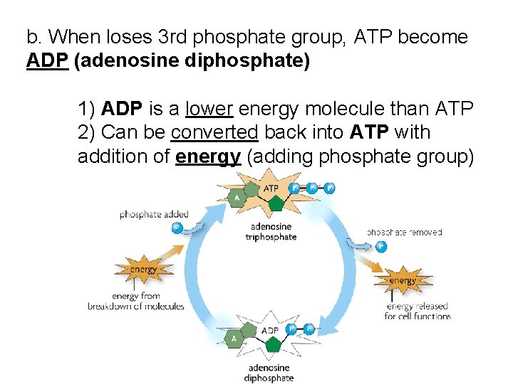 b. When loses 3 rd phosphate group, ATP become ADP (adenosine diphosphate) 1) ADP