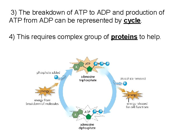 3) The breakdown of ATP to ADP and production of ATP from ADP can