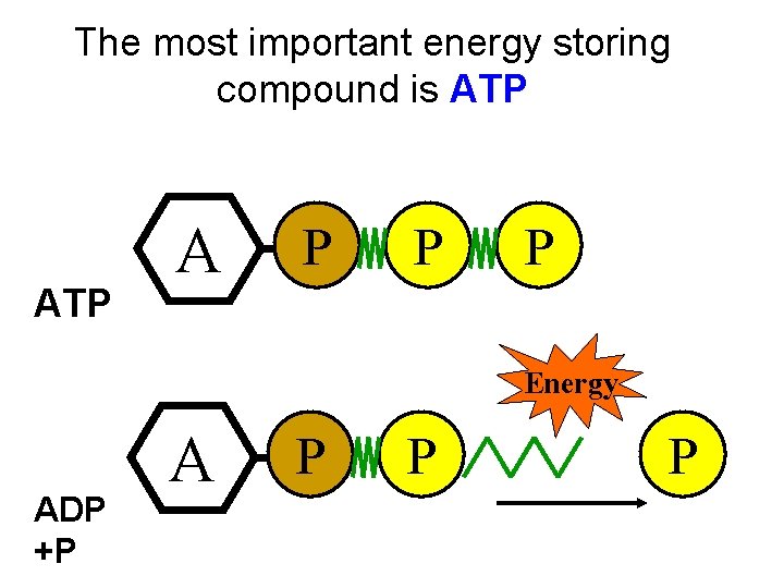 The most important energy storing compound is ATP A P P P Energy ADP