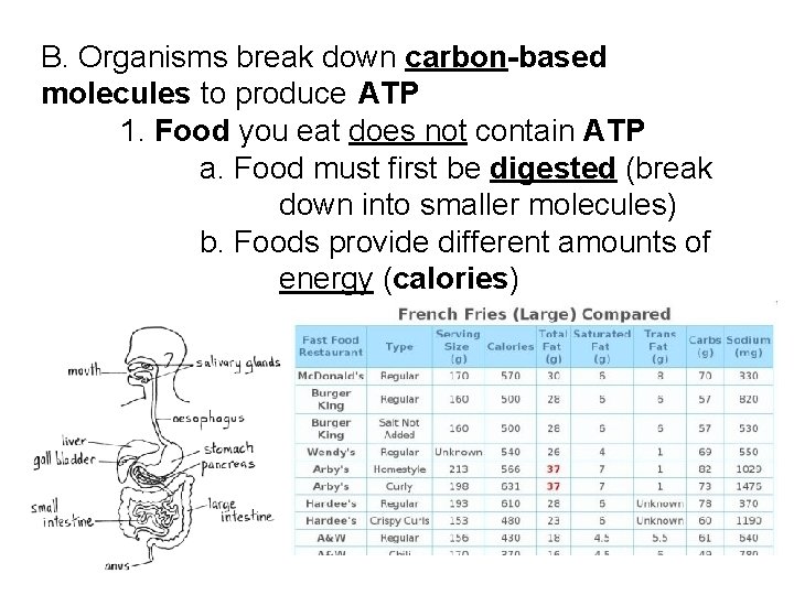 B. Organisms break down carbon-based molecules to produce ATP 1. Food you eat does