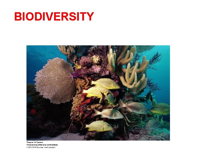 BIODIVERSITY 