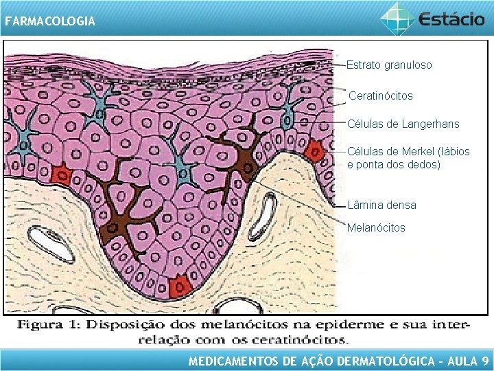 FARMACOLOGIA Estrato granuloso Ceratinócitos Células de Langerhans Células de Merkel (lábios e ponta dos