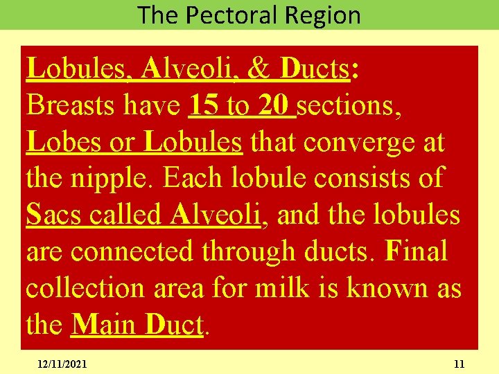 The Pectoral Region Lobules, Alveoli, & Ducts: Breasts have 15 to 20 sections, Lobes