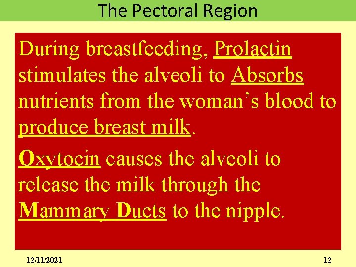 The Pectoral Region During breastfeeding, Prolactin stimulates the alveoli to Absorbs nutrients from the