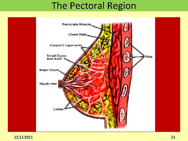 The Pectoral Region 12/11/2021 13 