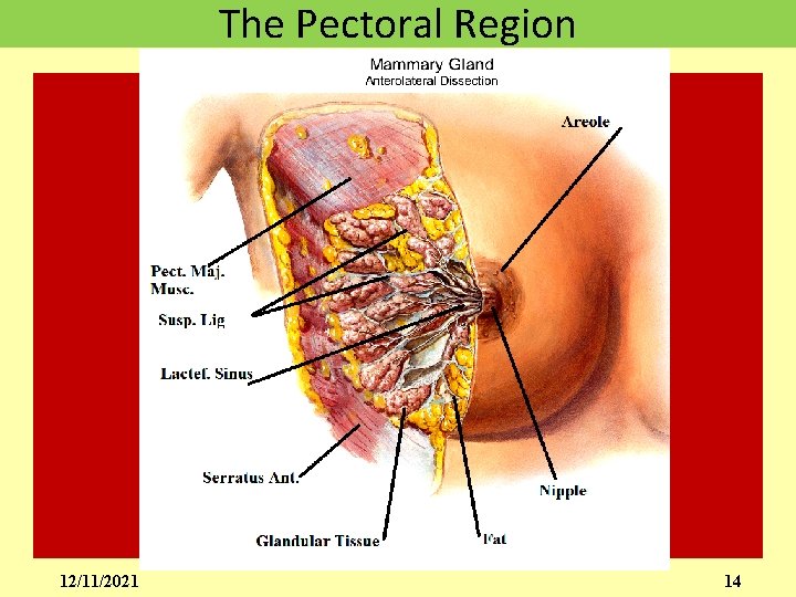 The Pectoral Region 12/11/2021 14 