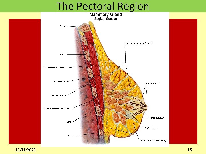 The Pectoral Region 12/11/2021 15 