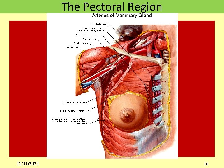 The Pectoral Region 12/11/2021 16 