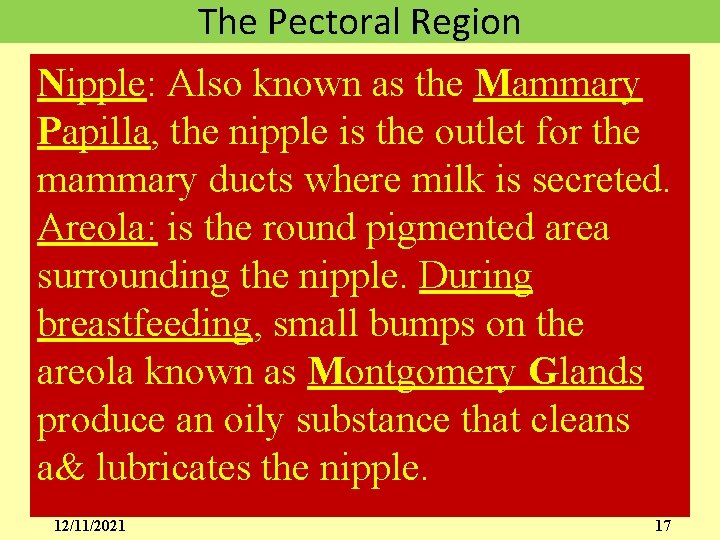 The Pectoral Region Nipple: Also known as the Mammary Papilla, the nipple is the