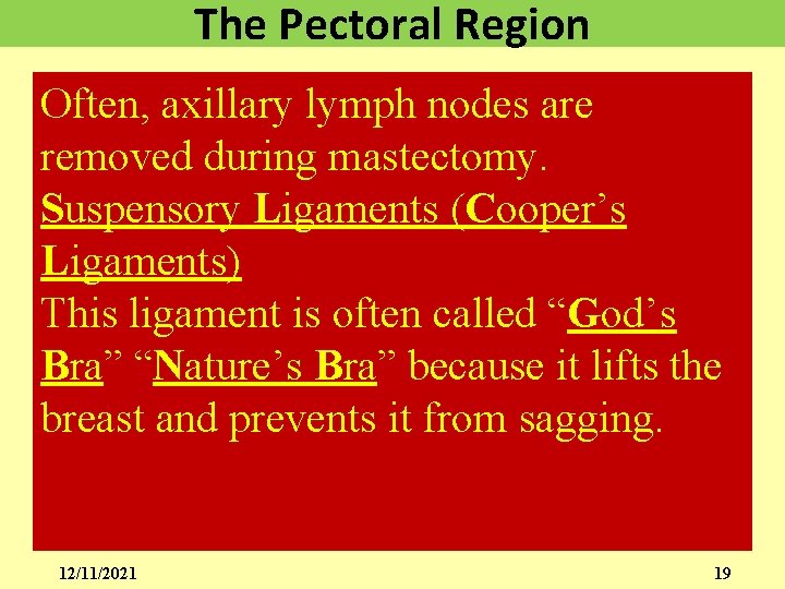 The Pectoral Region Often, axillary lymph nodes are removed during mastectomy. Suspensory Ligaments (Cooper’s