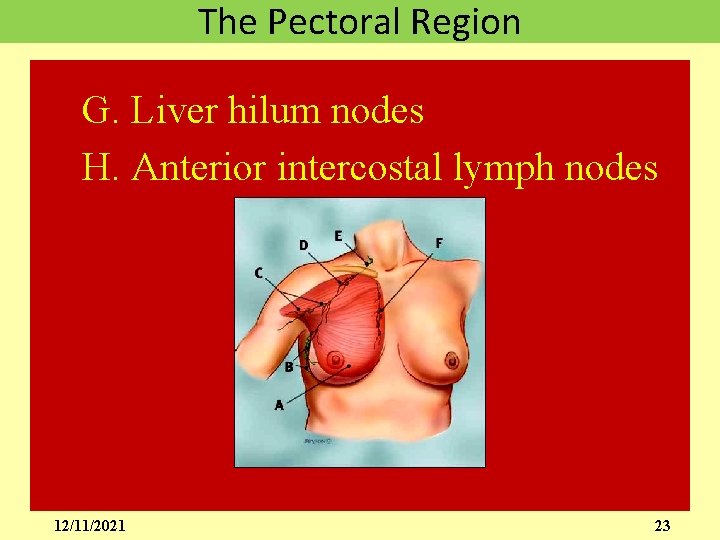 The Pectoral Region G. Liver hilum nodes H. Anterior intercostal lymph nodes 12/11/2021 23