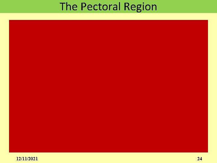 The Pectoral Region 12/11/2021 24 