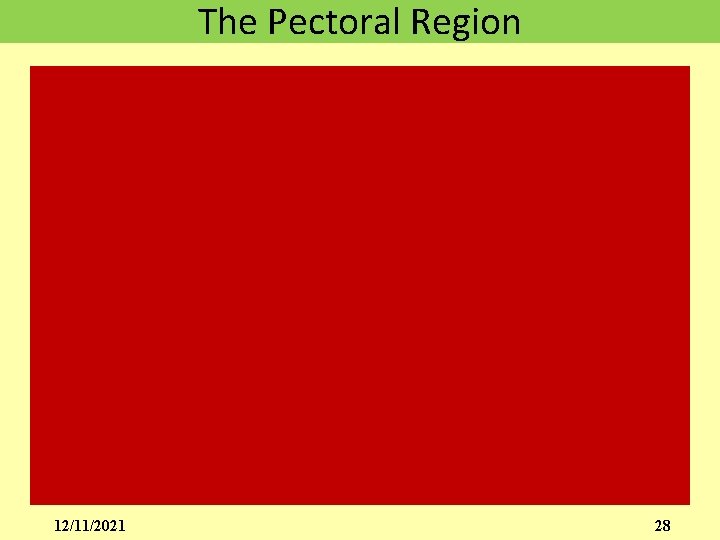 The Pectoral Region 12/11/2021 28 