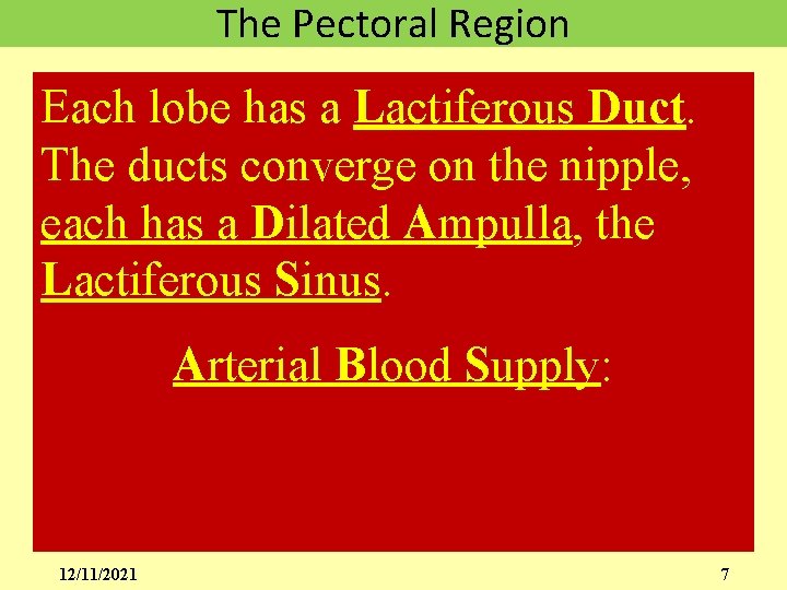 The Pectoral Region Each lobe has a Lactiferous Duct. The ducts converge on the