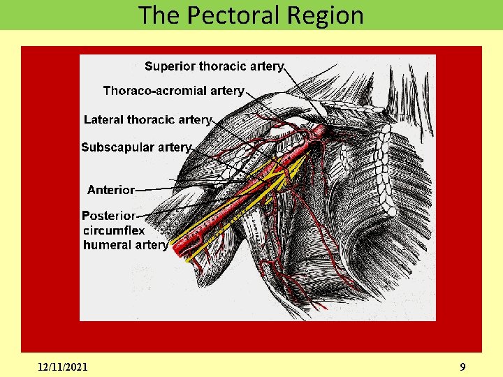 The Pectoral Region 12/11/2021 9 