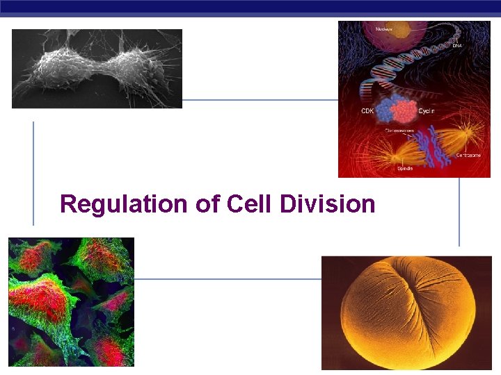 Regulation of Cell Division AP Biology 2006 -2007 