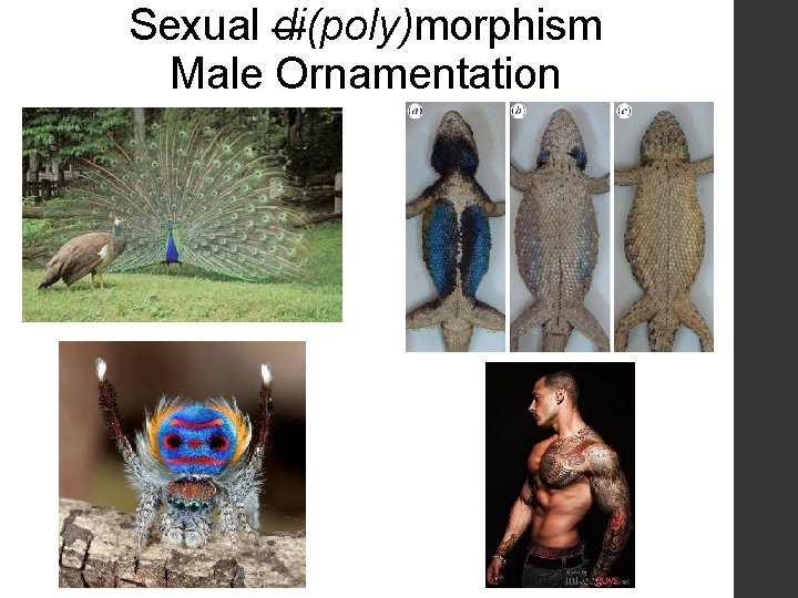 Sexual di(poly)morphism Male Ornamentation 