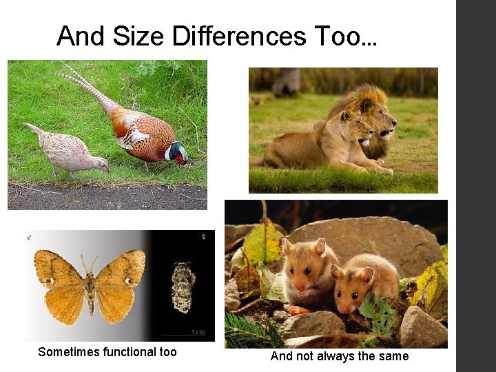 And Size Differences Too… Sometimes functional too And not always the same 