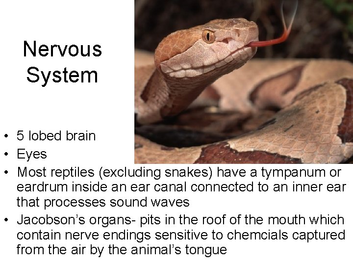 Nervous System • 5 lobed brain • Eyes • Most reptiles (excluding snakes) have