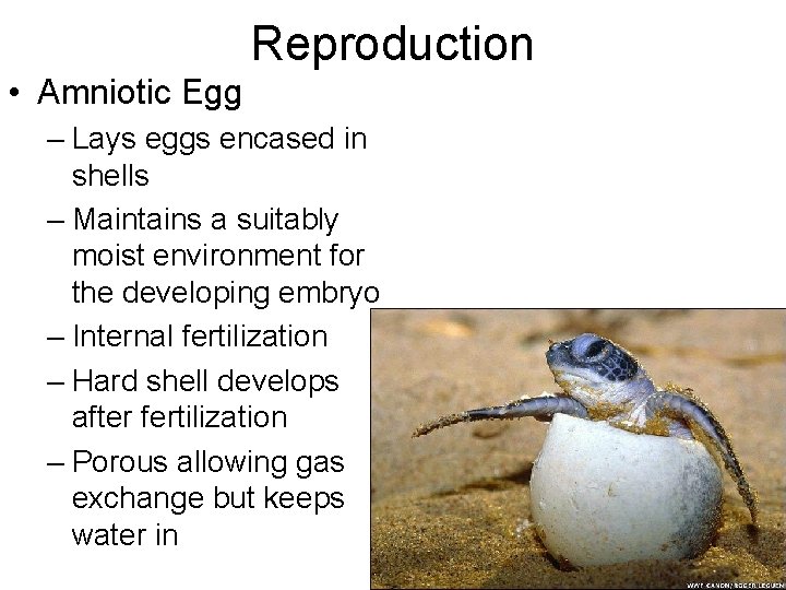 Reproduction • Amniotic Egg – Lays eggs encased in shells – Maintains a suitably