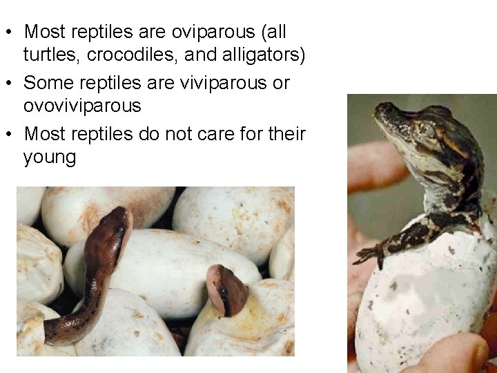  • Most reptiles are oviparous (all turtles, crocodiles, and alligators) • Some reptiles