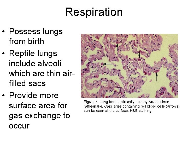 Respiration • Possess lungs from birth • Reptile lungs include alveoli which are thin