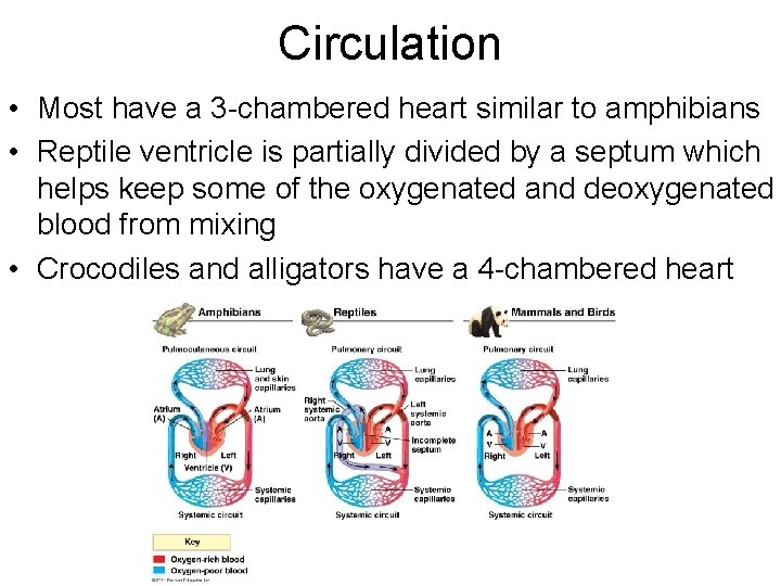 Circulation • Most have a 3 -chambered heart similar to amphibians • Reptile ventricle