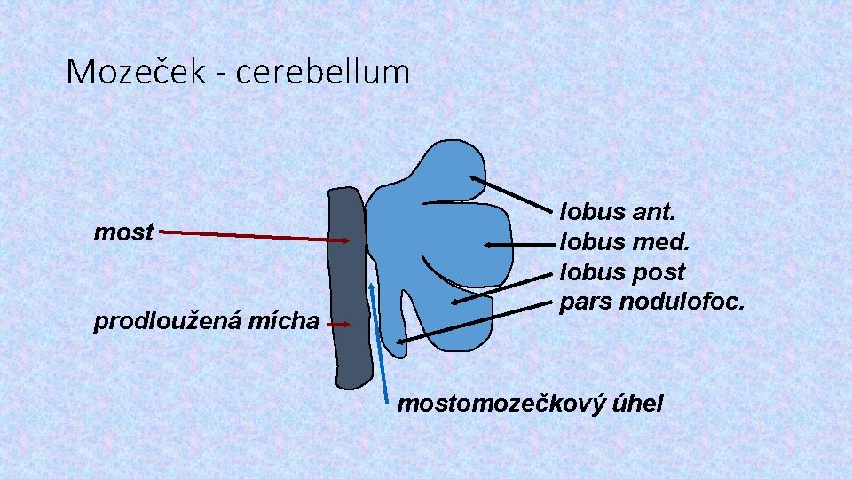 Mozeček - cerebellum most prodloužená mícha lobus ant. lobus med. lobus post pars nodulofoc.