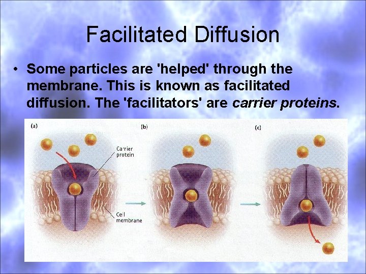Facilitated Diffusion • Some particles are 'helped' through the membrane. This is known as