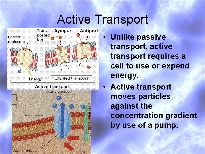 Active Transport • Unlike passive transport, active transport requires a cell to use or