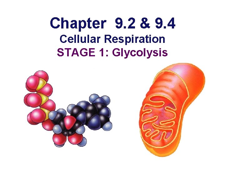 Chapter 9. 2 & 9. 4 Cellular Respiration STAGE 1: Glycolysis 