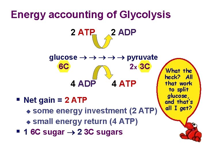 Energy accounting of Glycolysis 2 ATP 2 ADP glucose pyruvate 2 x 3 C