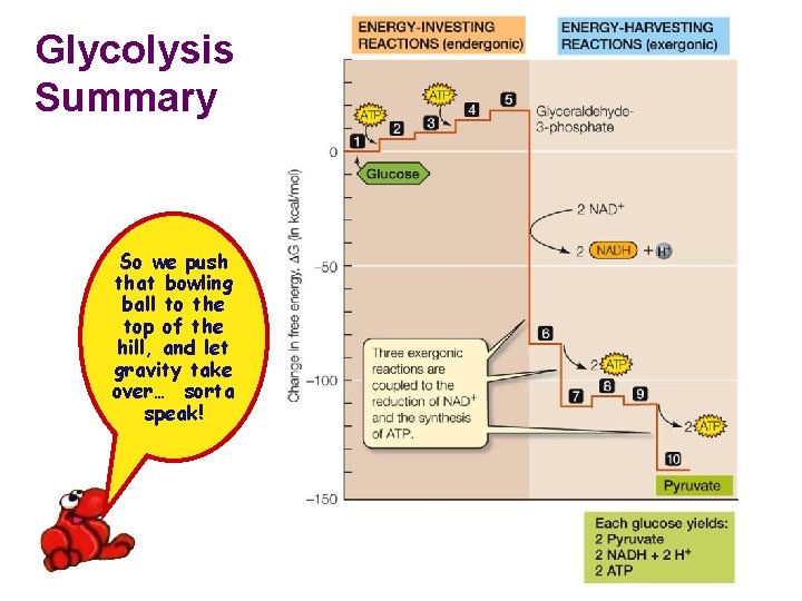 Glycolysis Summary So we push that bowling ball to the top of the hill,