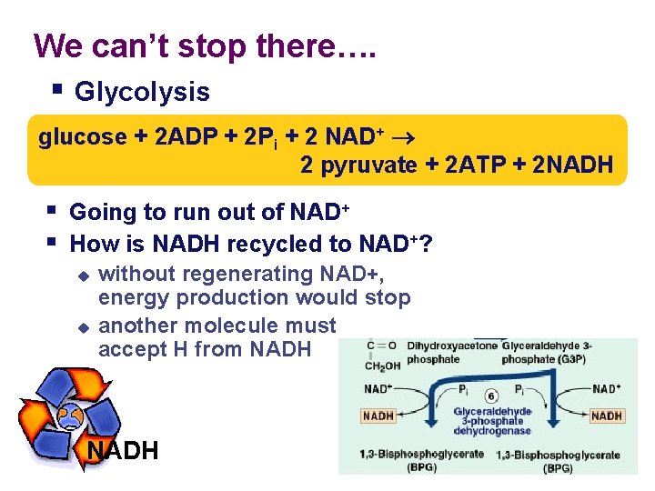We can’t stop there…. § Glycolysis glucose + 2 ADP + 2 Pi +