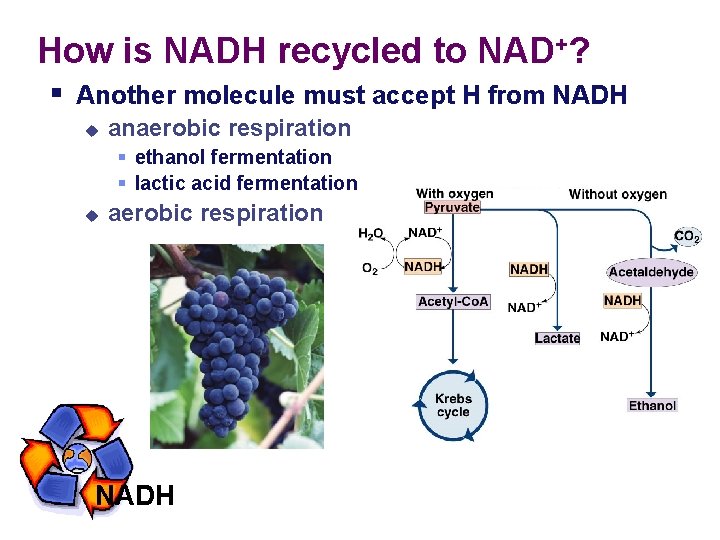 How is NADH recycled to NAD+? § Another molecule must accept H from NADH
