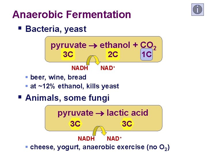 Anaerobic Fermentation § Bacteria, yeast pyruvate ethanol + CO 2 3 C 2 C