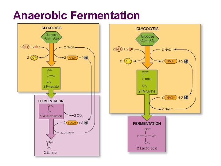 Anaerobic Fermentation 
