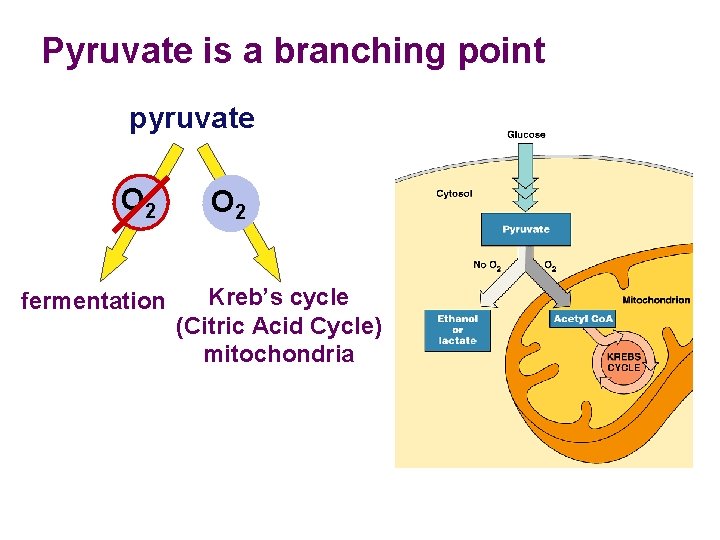 Pyruvate is a branching point pyruvate O 2 fermentation O 2 Kreb’s cycle (Citric