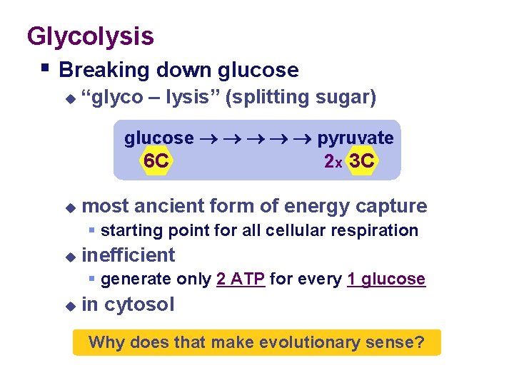 Glycolysis § Breaking down glucose u “glyco – lysis” (splitting sugar) glucose pyruvate 2