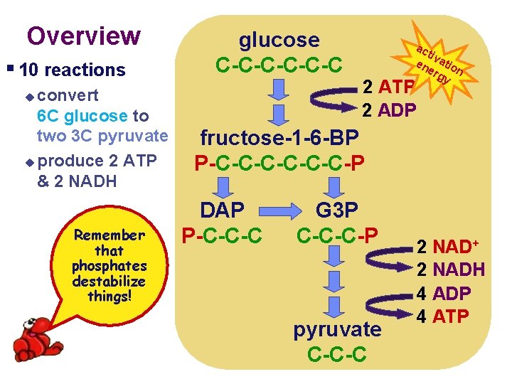 Overview § 10 reactions convert 6 C glucose to two 3 C pyruvate u