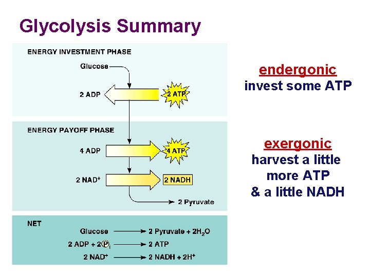 Glycolysis Summary endergonic invest some ATP exergonic harvest a little more ATP & a