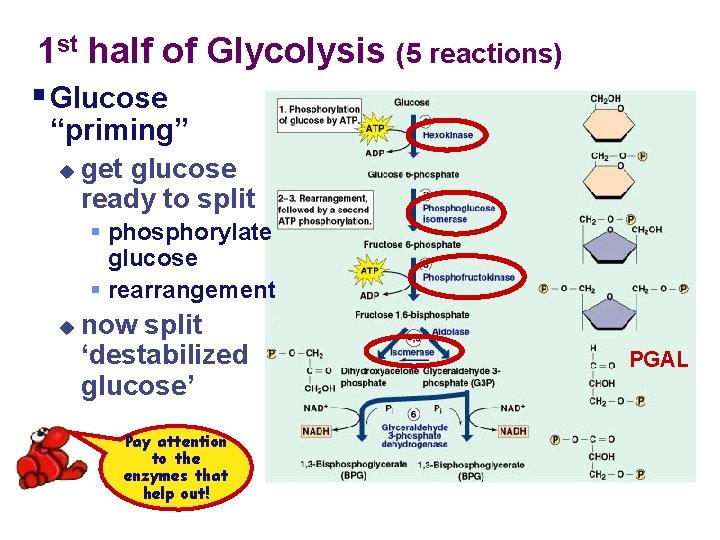 1 st half of Glycolysis (5 reactions) § Glucose “priming” u get glucose ready