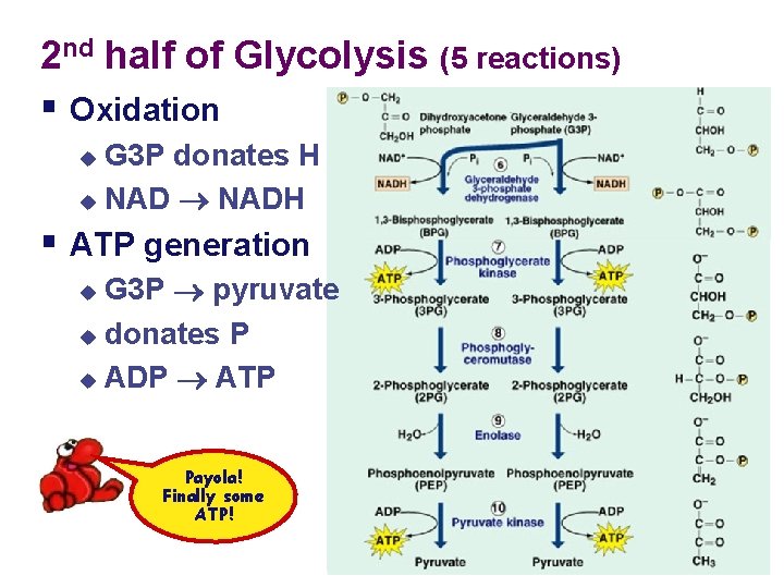 2 nd half of Glycolysis (5 reactions) § Oxidation G 3 P donates H