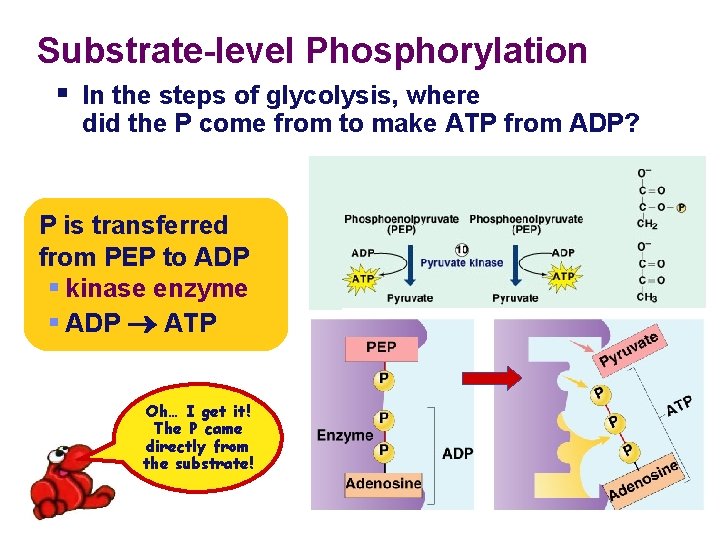Substrate-level Phosphorylation § In the steps of glycolysis, where did the P come from