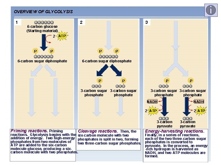 OVERVIEW OF GLYCOLYSIS 1 6 -carbon glucose (Starting material) 2 3 2 ATP P