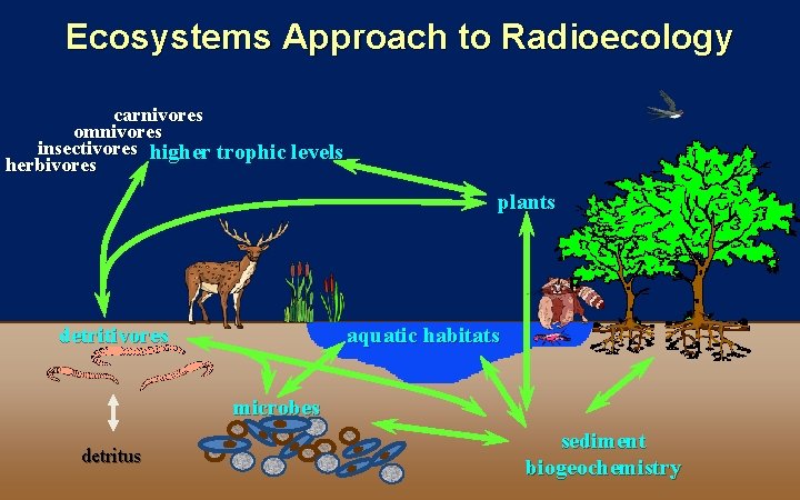 Ecosystems Approach to Radioecology carnivores omnivores insectivores higher trophic levels herbivores plants detritivores aquatic Ecosystems Approach to Radioecology carnivores omnivores insectivores higher trophic levels herbivores plants detritivores aquatic