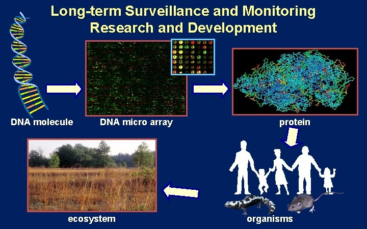 Long-term Surveillance and Monitoring Research and Development DNA molecule DNA micro array ecosystem protein Long-term Surveillance and Monitoring Research and Development DNA molecule DNA micro array ecosystem protein
