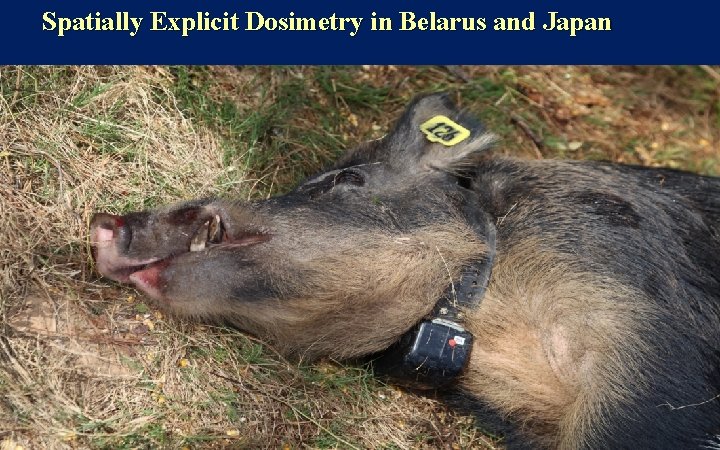 Spatially Explicit Dosimetry in Belarus and Japan 18 Spatially Explicit Dosimetry in Belarus and Japan 18