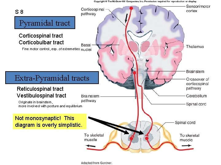 S 8 Pyramidal tract Fig. 10. 12 Corticospinal tract Corticobulbar tract Fine motor control,